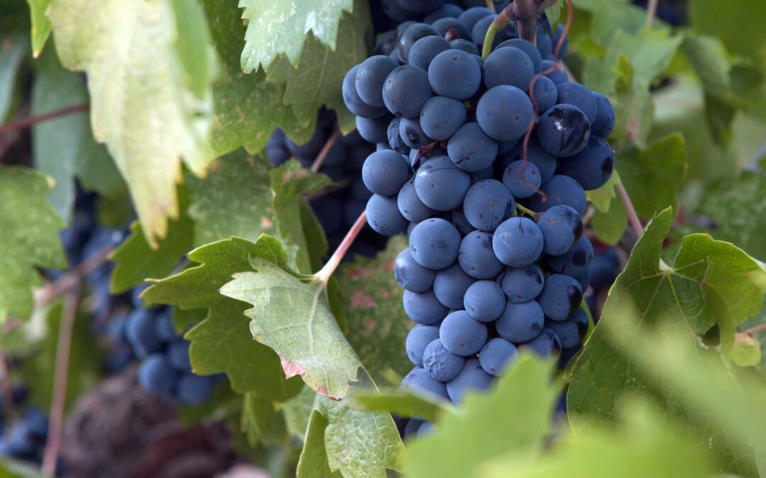 Unlocking the Enigma of Pinot Noir: Exploring History, Terroir, and Taste